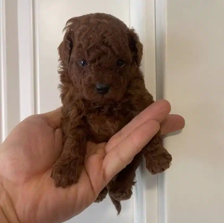 Efsane Toy Poodle Yavrularımız Hazır