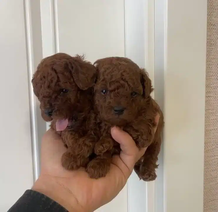 Efsane Toy Poodle Yavrularımız Hazır