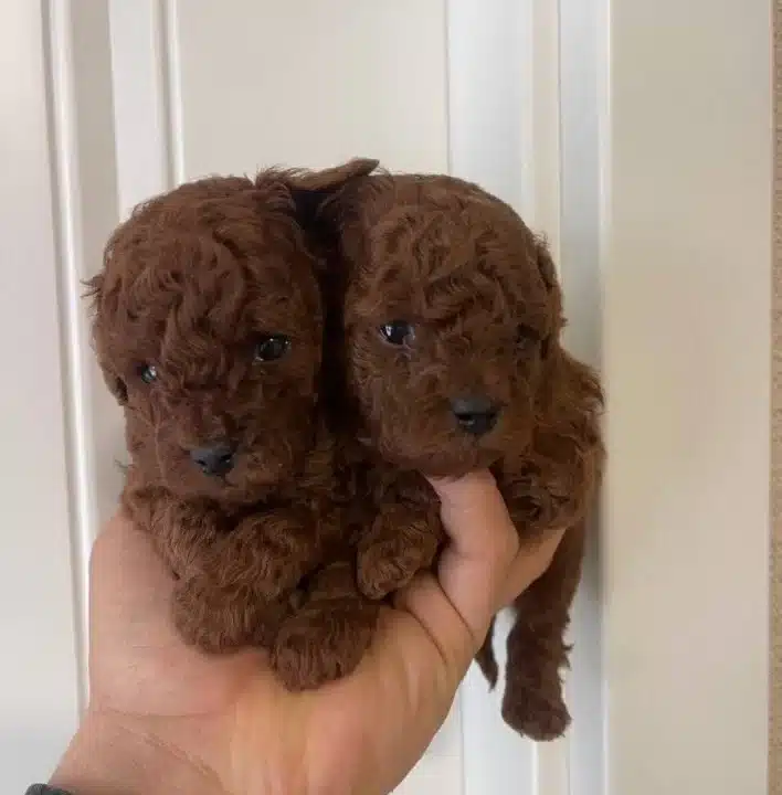 Efsane Toy Poodle Yavrularımız Hazır