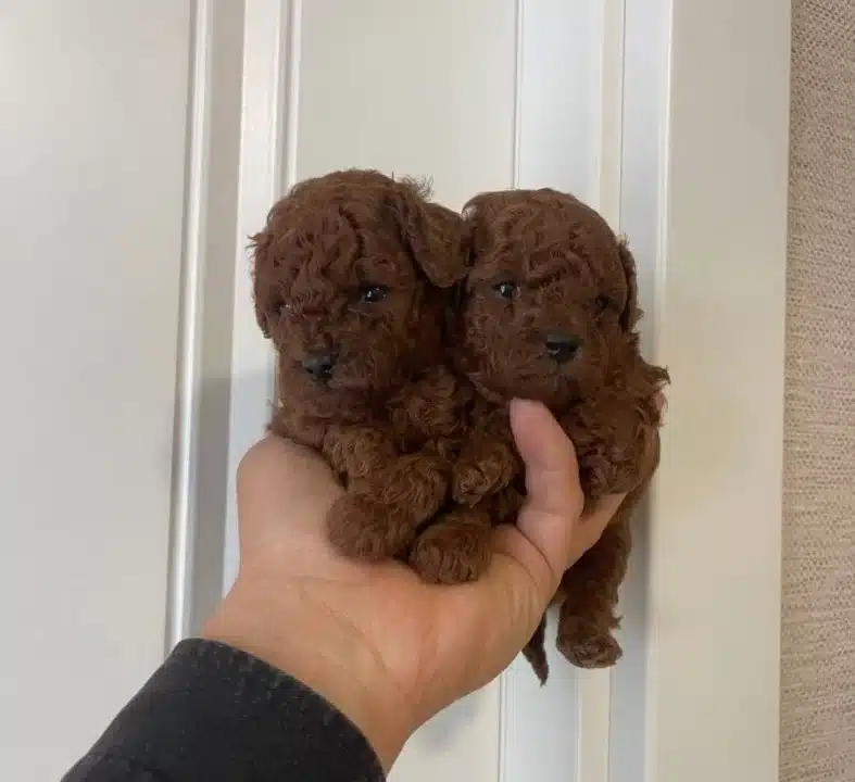Efsane Toy Poodle Yavrularımız Hazır