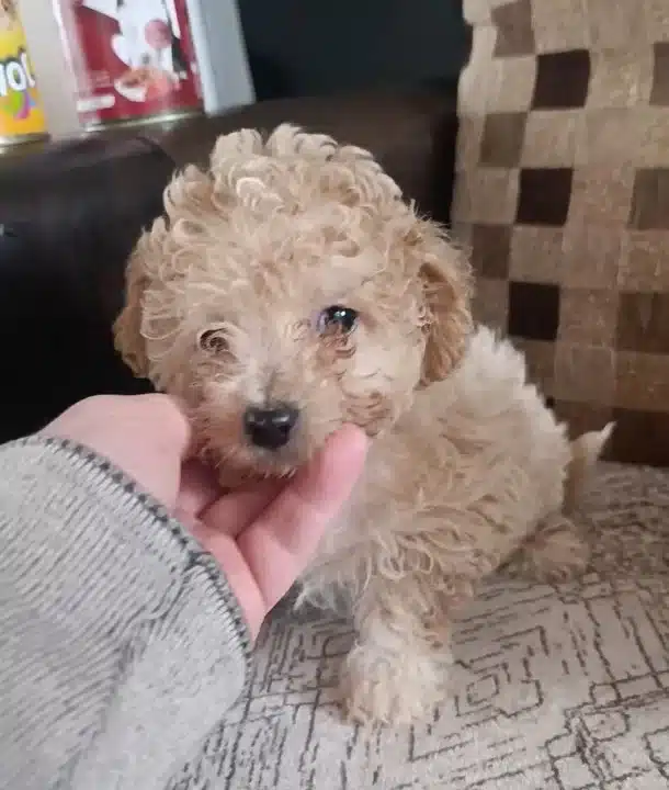Cok Sevimli Safkan Maltipoo Bebekler Corlu