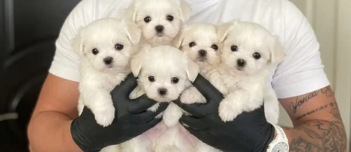 Bembeyaz Safkan Teacup Maltese Terrier Yavrulari