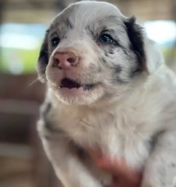 Safkan Rengarenk Border Collie Bebekler