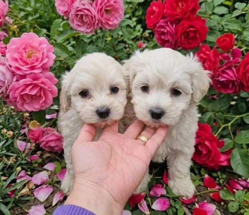 Kucuk Boy Malteseler