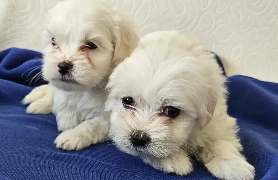 Maltese Miniklerimiz