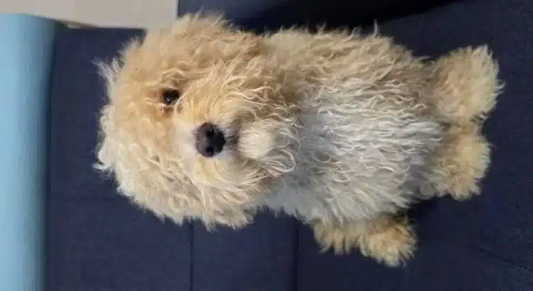 Maltipoo Erkek Yavrumuz