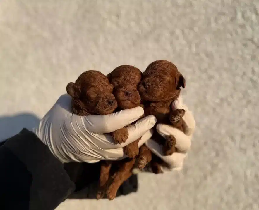 Kadifemsi Tea Cup Poodle Yavrular