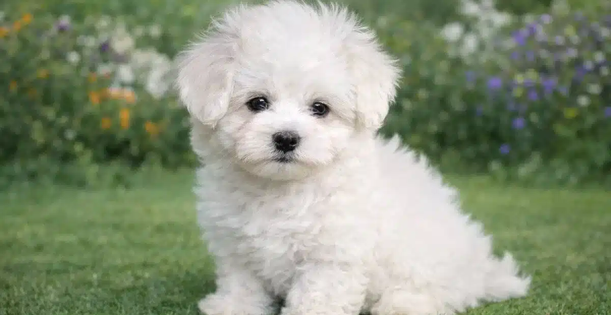 Inanilmaz Uygun Fiyatlara Gercek Maltese Yavrular