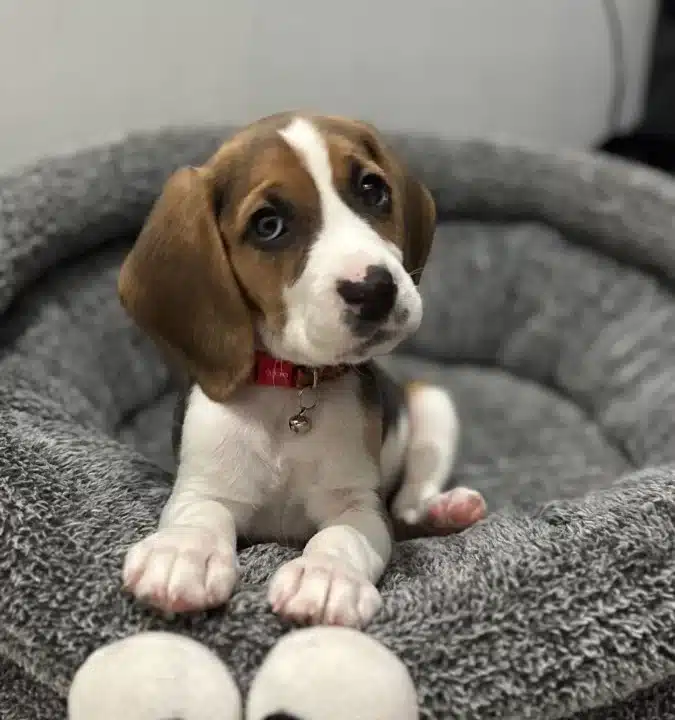 Irk Ve Sağlık Garantili Beagle Yavrularım