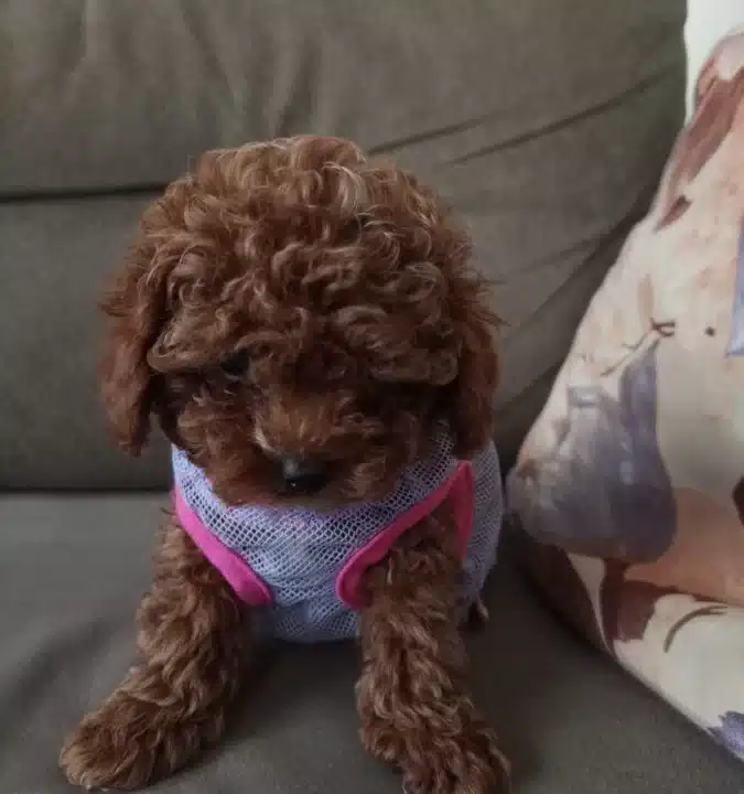 Dark Brown Kore Toy Poodle Yavrularımız