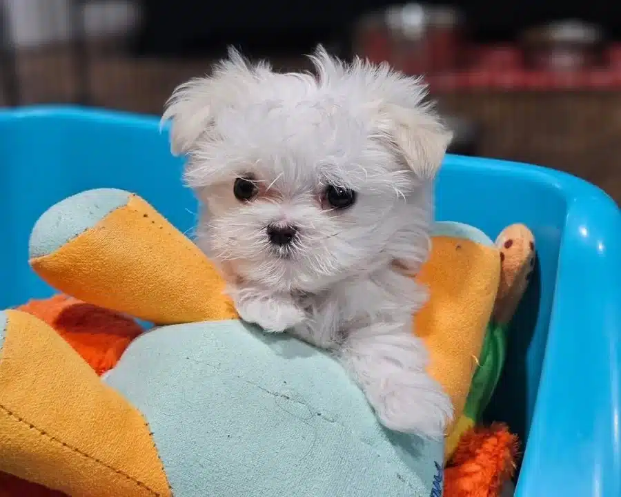 Minyatur Korean Maltese