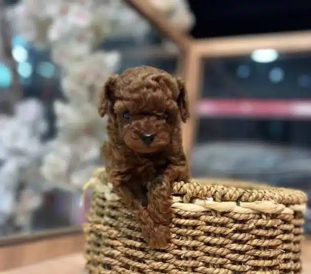 Kore Red Brown Poodle