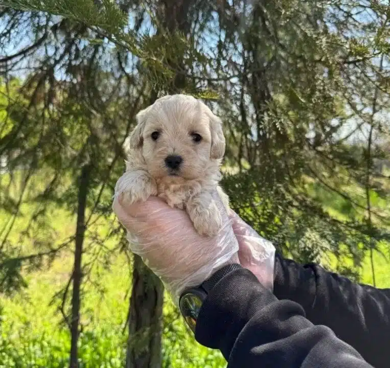 Oyuncak Surat Maltipoo Bebeklerimiz