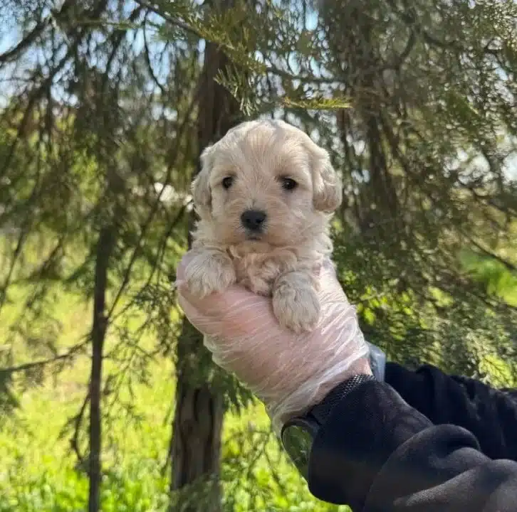 Oyuncak Surat Maltipoo Bebeklerimiz