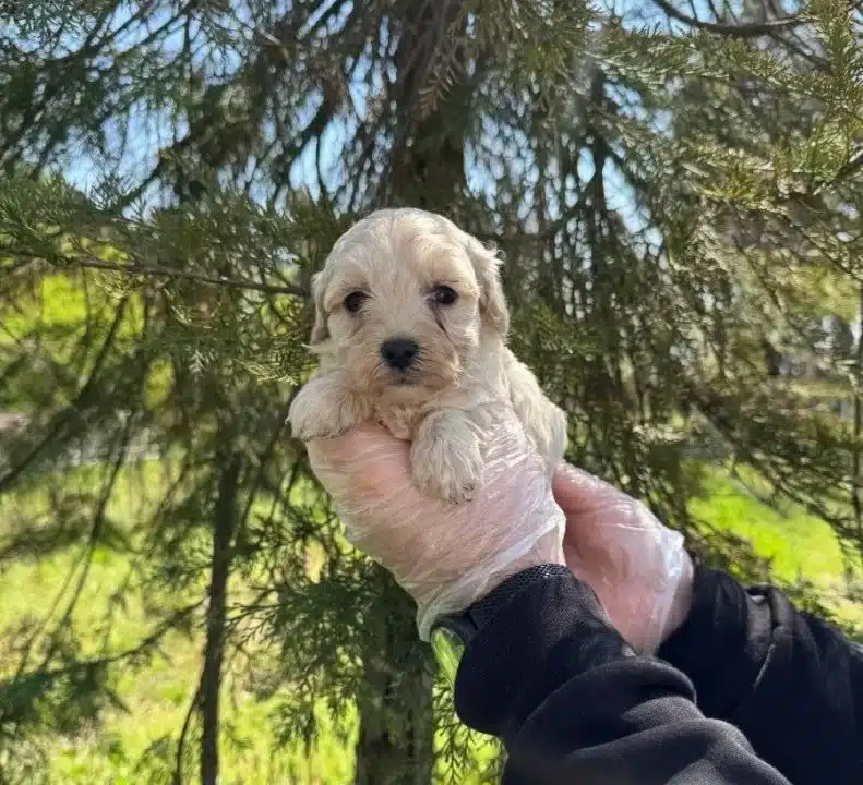 Oyuncak Surat Maltipoo Bebeklerimiz