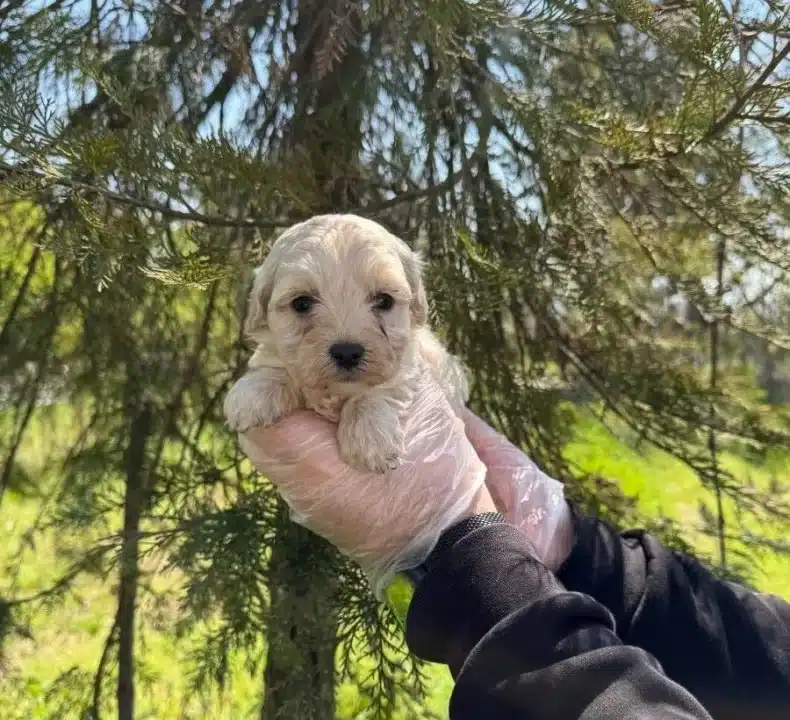 Oyuncak Surat Maltipoo Bebeklerimiz