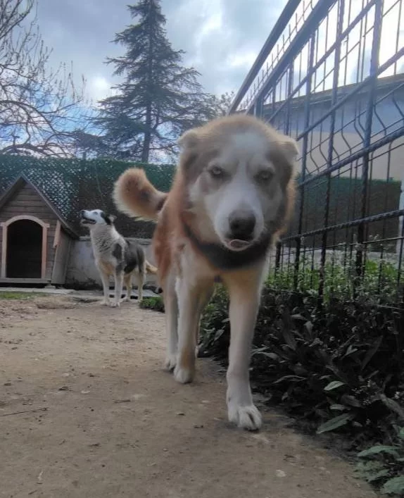 Sibirya Kurdu Husky Konya