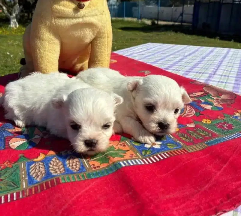 Pofuduk Beyazlıklarıyla Maltese Terrier