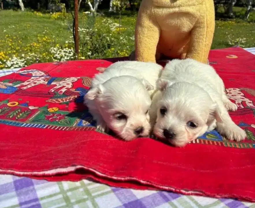 Pofuduk Beyazlıklarıyla Maltese Terrier