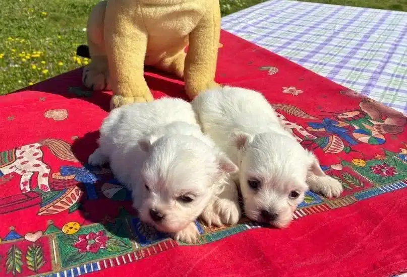Pofuduk Beyazlıklarıyla Maltese Terrier