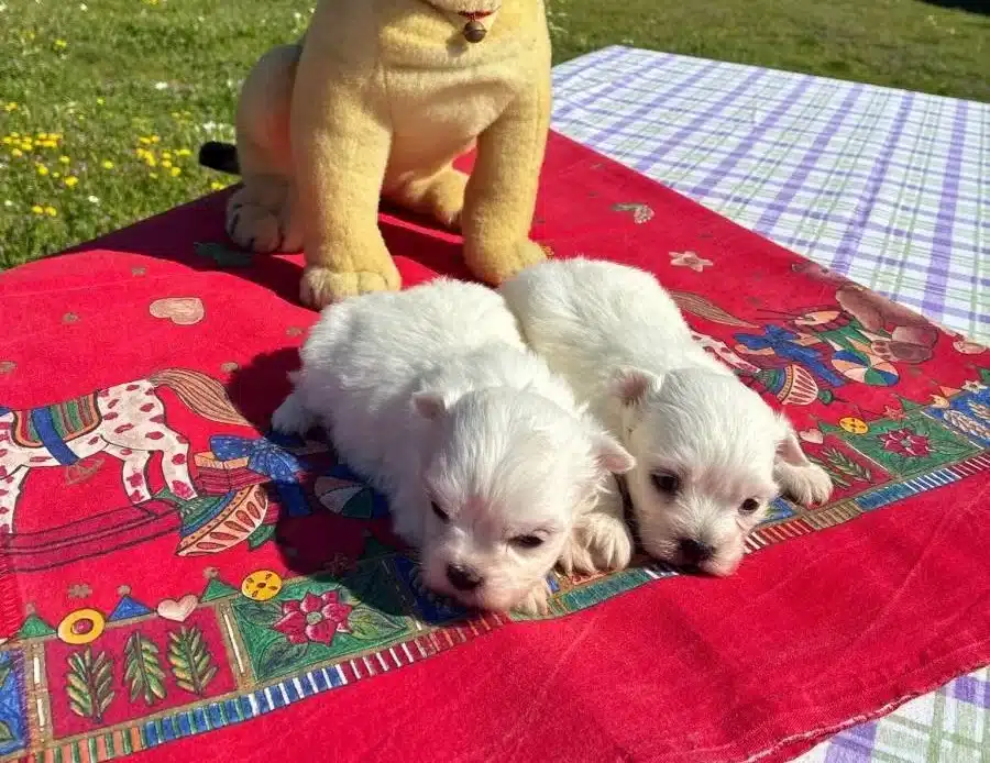 Pofuduk Beyazlıklarıyla Maltese Terrier