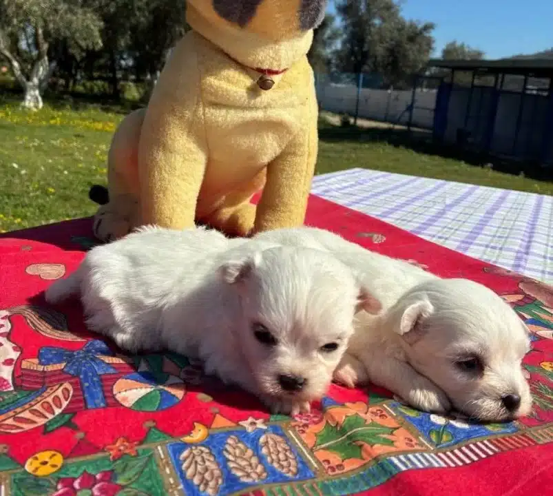 Pofuduk Beyazlıklarıyla Maltese Terrier