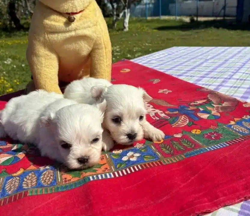 Pofuduk Beyazlıklarıyla Maltese Terrier