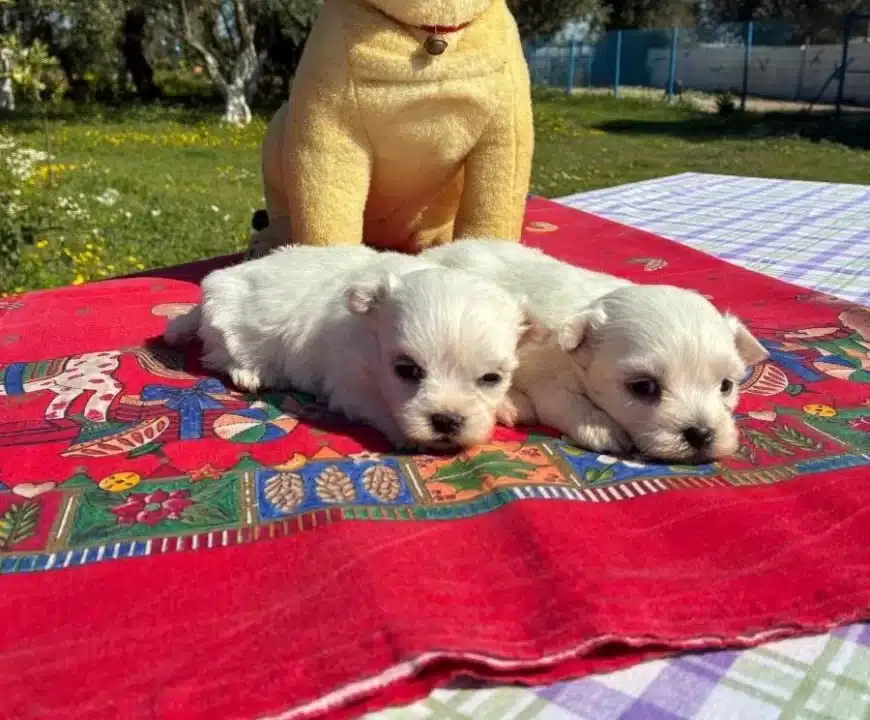 Pofuduk Beyazlıklarıyla Maltese Terrier