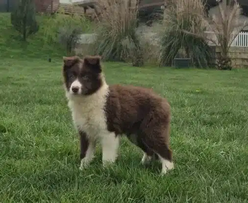 Karakteristik Maskeli Border Collie Yavru