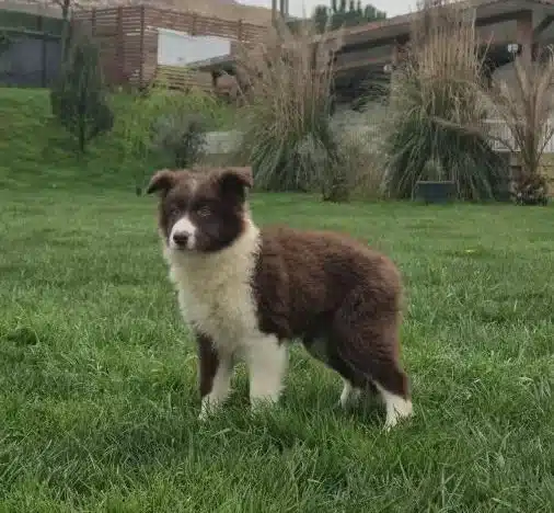 Karakteristik Maskeli Border Collie Yavru