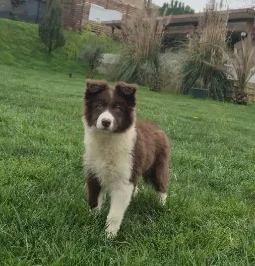 Karakteristik Maskeli Border Collie Yavru