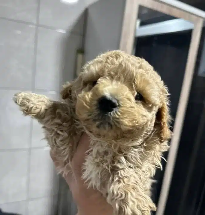 Mini Maltipoo Yavrular