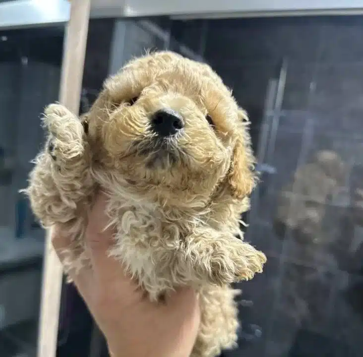 Mini Maltipoo Yavrular