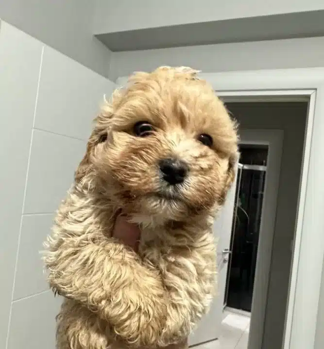 Mini Maltipoo Yavrular