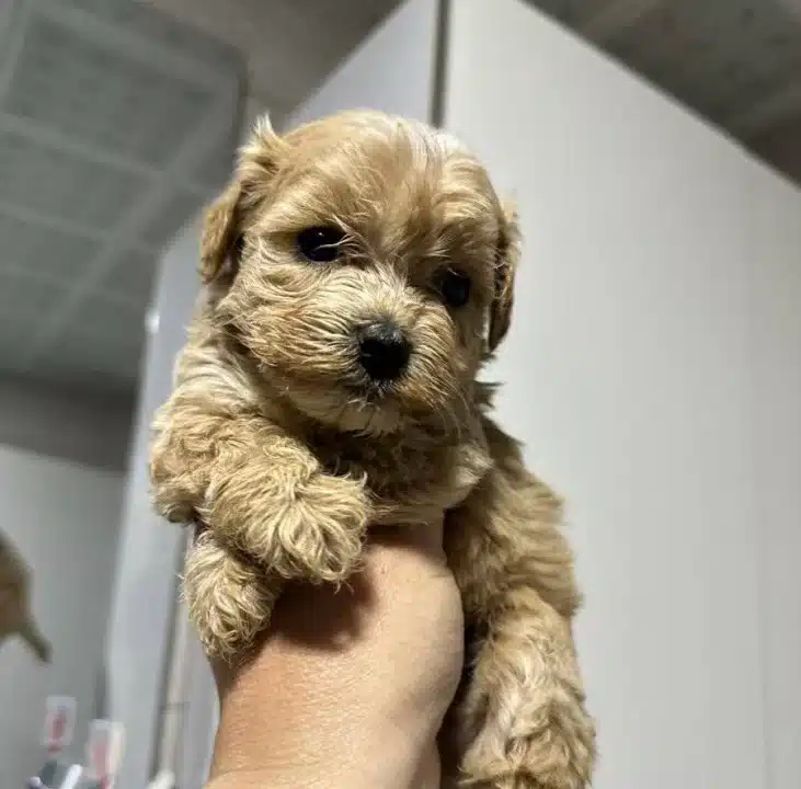 Mini Maltipoo Yavrular