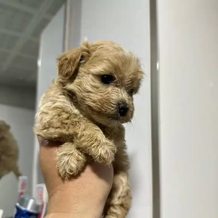 Mini Maltipoo Yavrular