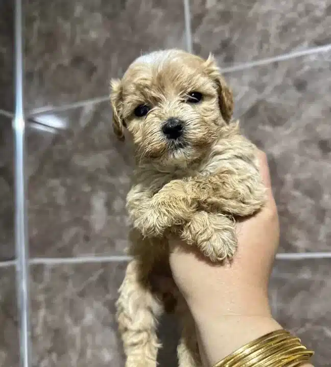 Mini Maltipoo Yavrular