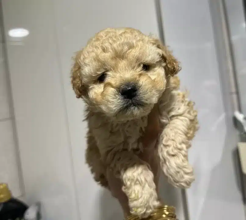 Mini Maltipoo Yavrular