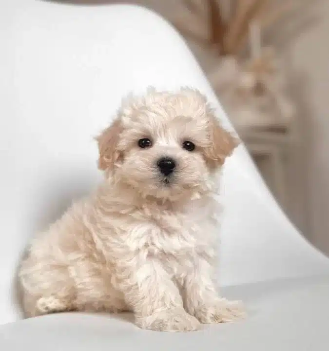 Maltese Terrier Ev Uretimi Numara Yavrularimiz
