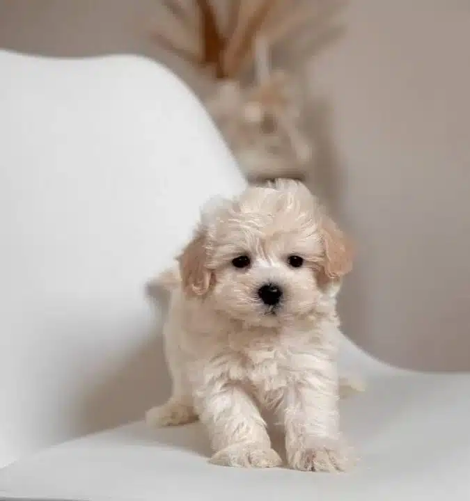 Maltese Terrier Ev Uretimi Numara Yavrularimiz