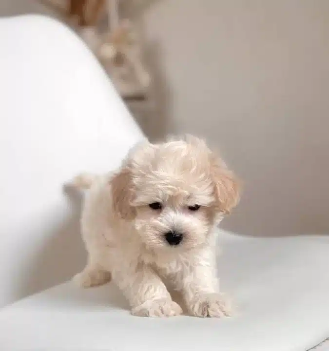 Maltese Terrier Ev Uretimi Numara Yavrularimiz