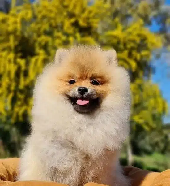 6 Aylık Disi Tedyface Pomeranian Yavrumuz