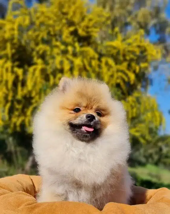 6 Aylık Disi Tedyface Pomeranian Yavrumuz