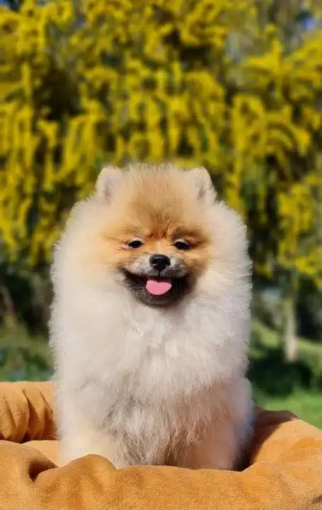 6 Aylık Disi Tedyface Pomeranian Yavrumuz