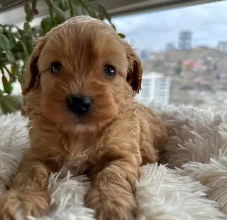 Mini Maltipoo Yavrularımız