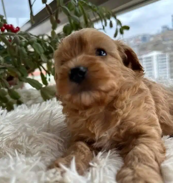 Mini Maltipoo Yavrularımız