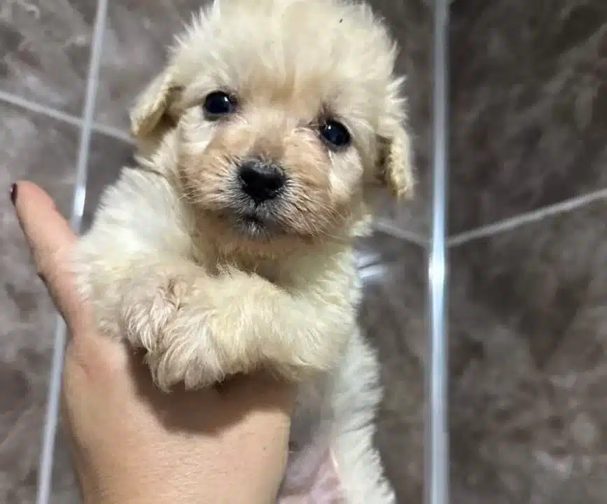 Mini Maltipoo Yavrularımız