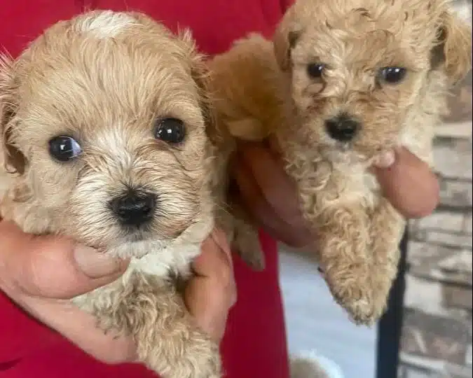 Mini Maltipoo Yavrularımız