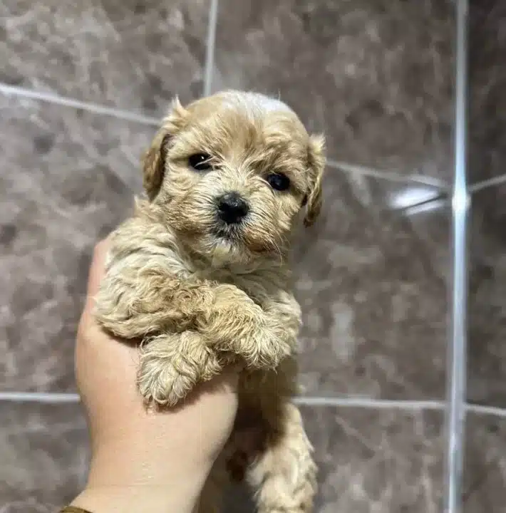 Mini Maltipoo Yavrularımız