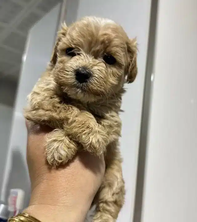 Mini Maltipoo Yavrularımız